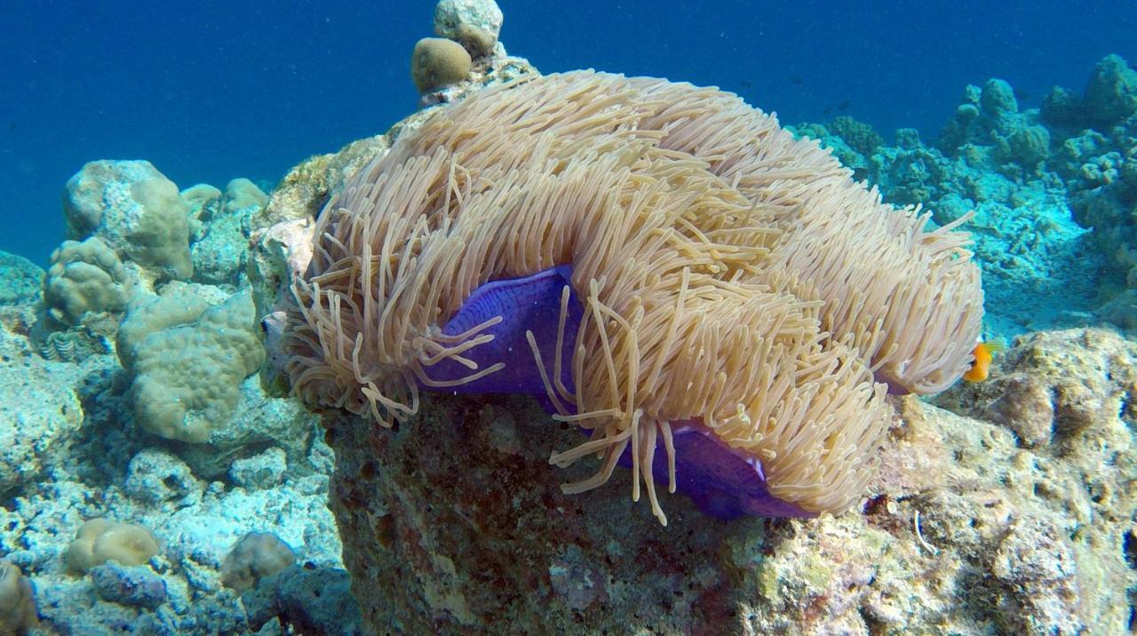 Ocean Village Maldives Holhudhoo Екстер'єр фото